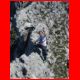griesmauer_grat_07-07_30.JPG