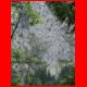 rax_08-10_51.jpg