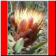 kili_tag12_38.jpg